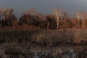 The golden hour, or magic hour, just before sunset. It looked like magic to me. by Susan Kennedy