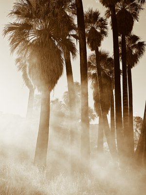 Palm Canyon Oasis III by Barbara Boissevain (2026)