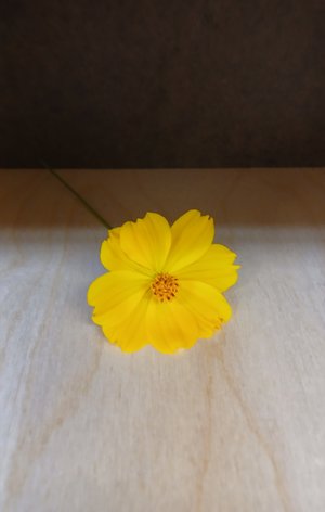 Yellow  by Adriana Rocha