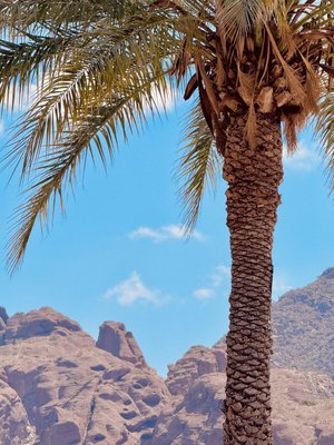2Catherine_Rand_Camelback by Catherine Rand