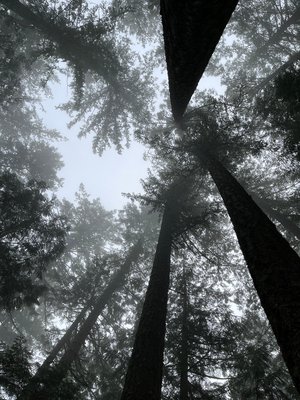 Olympia light by Marcie StoshakChavez (2022)