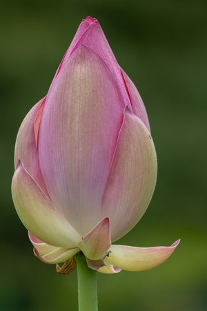 Lotus Bloom by Janice Solomon