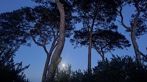 Wicklow Trees in Moonlight by Anne Keatings Anne Keatings (2026)