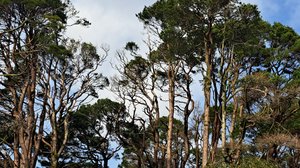 Trees at Lismore, Co Waterford, Ireland. by Anne Keatings Anne Keatings (2026)