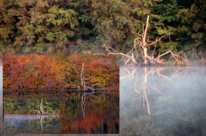 Seasons-in-Sequence––Fallen Oak – Connecticut College Arboretum – July 12, Oct 21, June 6 by mark mathew braunstein