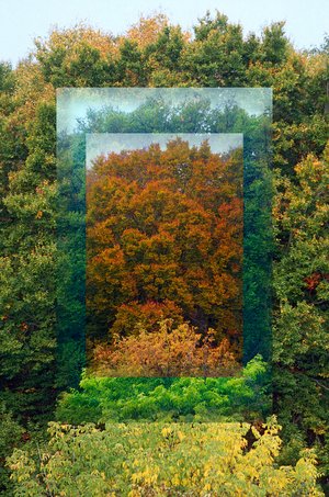 Seasons-in-Sequence––Two Tree Tops – Connecticut College Arboretum – Oct 14, May 31, Oct 26 by mark mathew braunstein