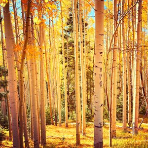 Aspenlight by Holly Pobis