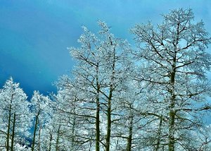 Snowlight by Holly Pobis