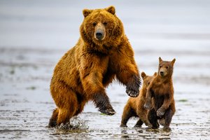 Mommas Instincts by Matt Patterson (2025)