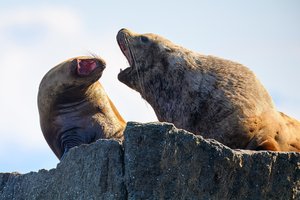 Old Married Couple by Matt Patterson (2025)