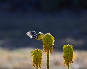 Island Nectar by Matt Patterson (2025)