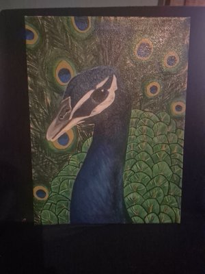 Upclose Peacock by Malori Cornett (2004)