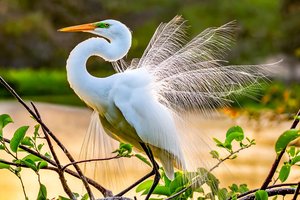 Egret mating dance by Bruce Messinger (2024)