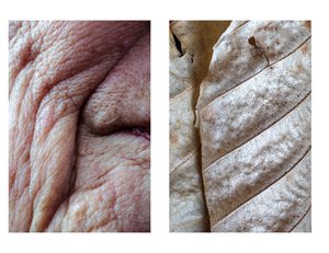 SaraAllenDiptychHandandLeaf by Sara Allen (2026)