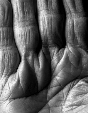 Palm by Sara Allen (2022)