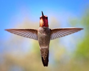 Hummer posing as redeemer by Mark Brown (2026)