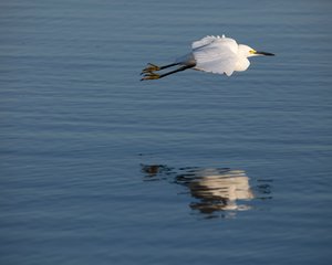 Gliding Snowy Egret by Mark Brown (2026)