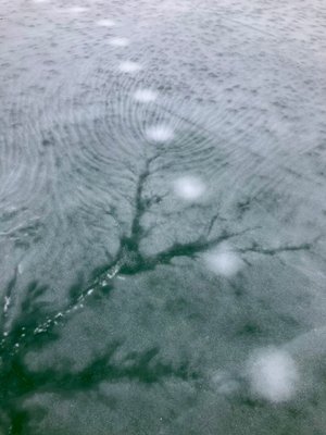 Winter Residuals, Holes by Allen Carlson