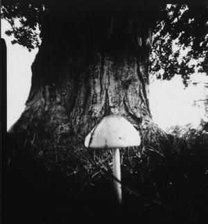 mushroom pinhole by Harold Copp