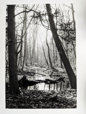 The Wood by DANIELLE M (2022)