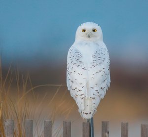 Snowy Owl by Doug Rodda (2026)