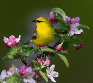 Blue winged Warbler by Doug Rodda