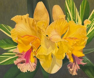 Gold Flamboyance by Christine Knize (2026)