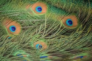 Feathered Eye by Douglas Beardsley (2026)