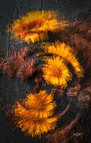Memories of Coreopsis by David Day (2026)