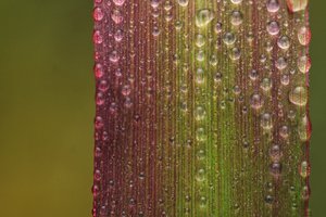 Drops on grass 01 by Lu Young