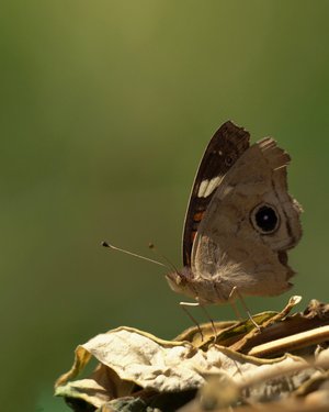 Buckeye on leaf by Lu Young