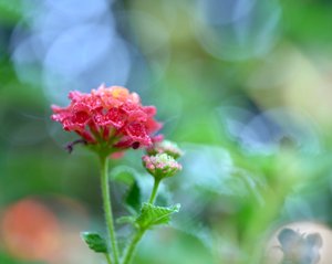 Lantana by Lu Young