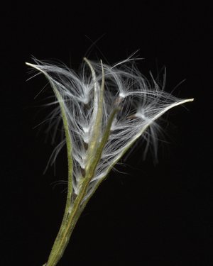 Seedhead of Epilobium brachycarpum by Lu Young