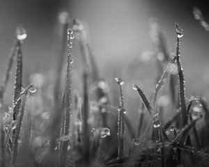 Drops on grass 02 by Lu Young