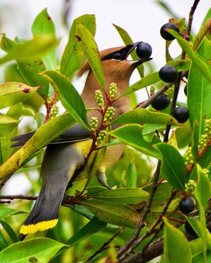 Cedar waxwing eating berry by Lu Young