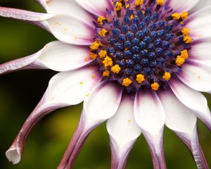Unfurling Cape marguerite by Lu Young