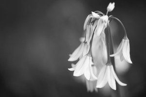 Allium triquetrum by Lu Young