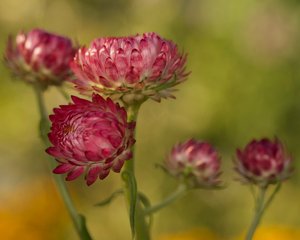 Strawflowers 01 by Lu Young
