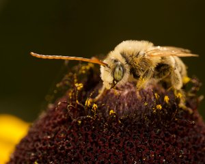 Longhorn bee, species uncertain by Lu Young
