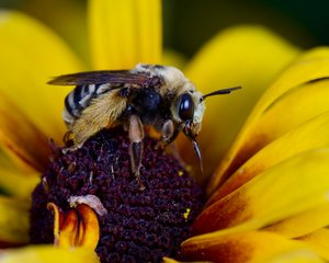 Epimelissodes obliquus (Sunflower longhorn bee) by Lu Young