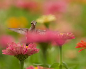 Hummingbird among zinnias by Lu Young