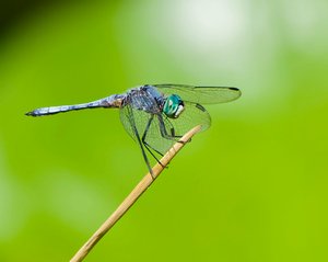 Blue dasher on reed by Lu Young