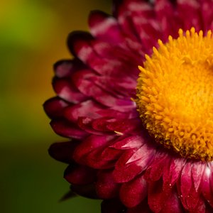 Strawflower by Lu Young