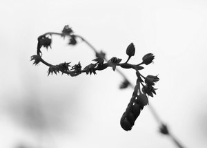 Winding echeveria by Lu Young