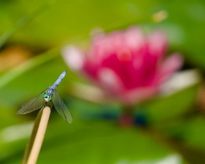 Tiny dragon, massive lily by Lu Young