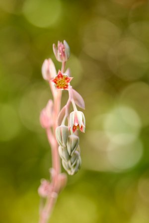 Echeveria buds & blossoms by Lu Young