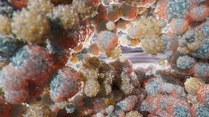 Immune terrain by Craig Zuckerman (2026)