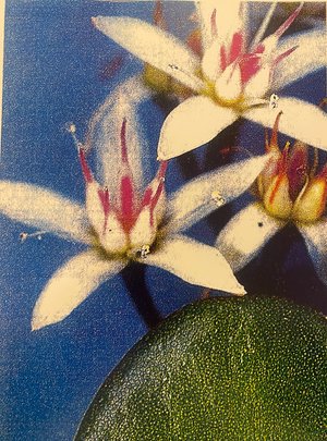 Green Thumb   by Eddie Pietrzak