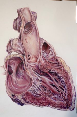The human heart by Natalie Johnson (2026)