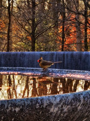 Reflections by Kristi Hoag-Damian (2025)